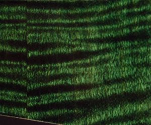 Strat Green Figured Maple 819