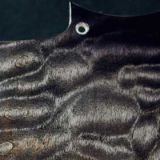 Quilted maple bass pickguard