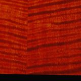 Maple telecaster pickguard
